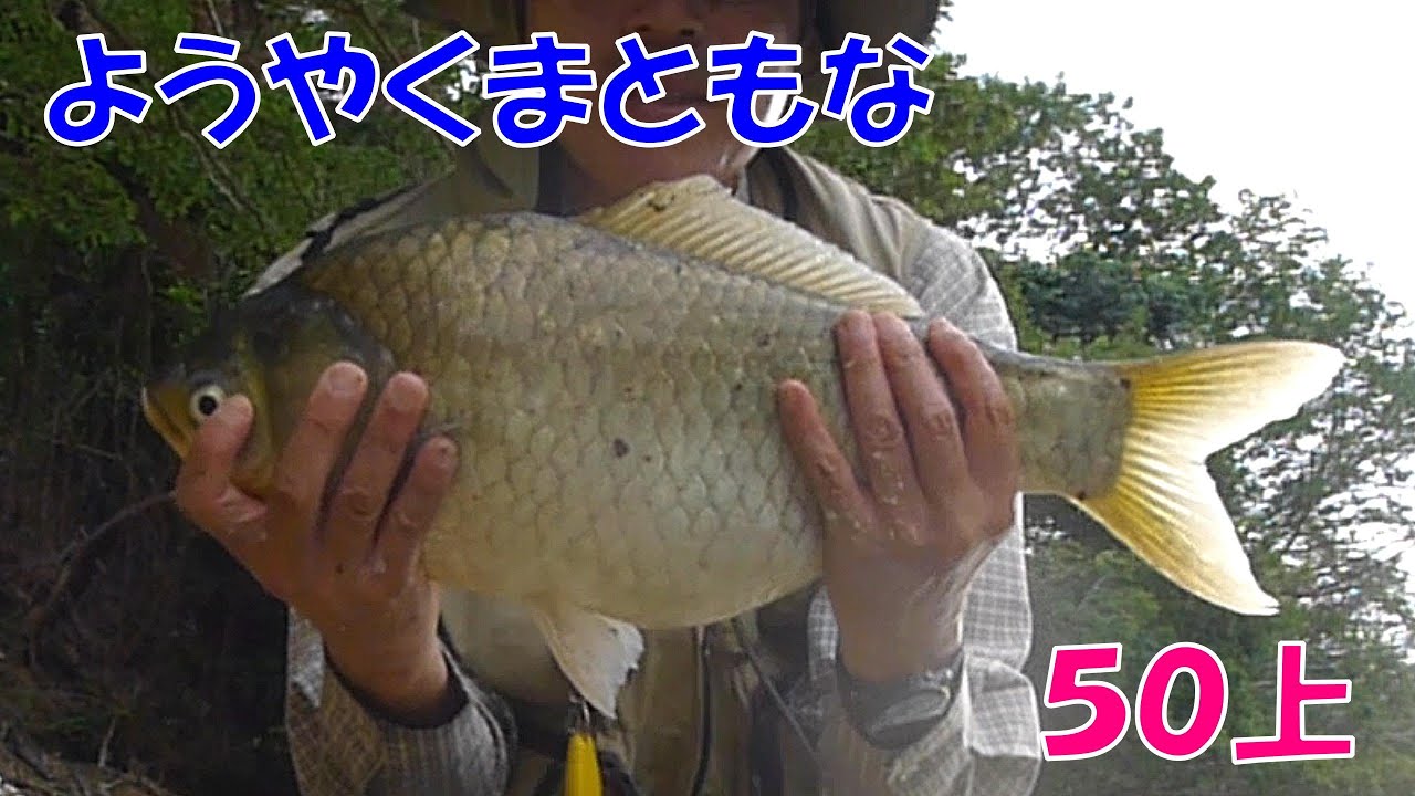 ようやくとれた５０上!　釣れる時はこんなもんです［山田ダム編９］