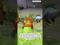 Golden Harvest: Efficient Potato Digging with Compact Power Tillers #shorts