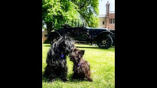 Lancashire car rally at Astley Hall - Visited by two Affenpinschers by AffieFilms 146 views 1 year ago 8 minutes, 34 seconds