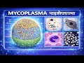 Mycoplasma Explained | Introduction, Classification, Structure, Life Cycle &amp; Diseases | Microbiology