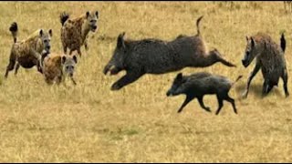 صراع الحيوانات المفترسة والخنازير البرية في عالم الحيوان