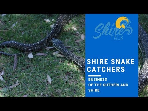 Snake-catching to boom during pandemic, St George & Sutherland Shire  Leader