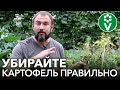 УБЕРИТЕ ЭТИ КУСТЫ КАРТОФЕЛЯ НЕМЕДЛЕННО, иначе в следующем году фитофторы не избежать!