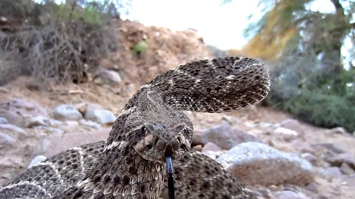 Rattlesnake strike slow motion