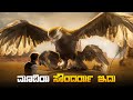 Magical creatures  movie explained in kannada  suspense thriller