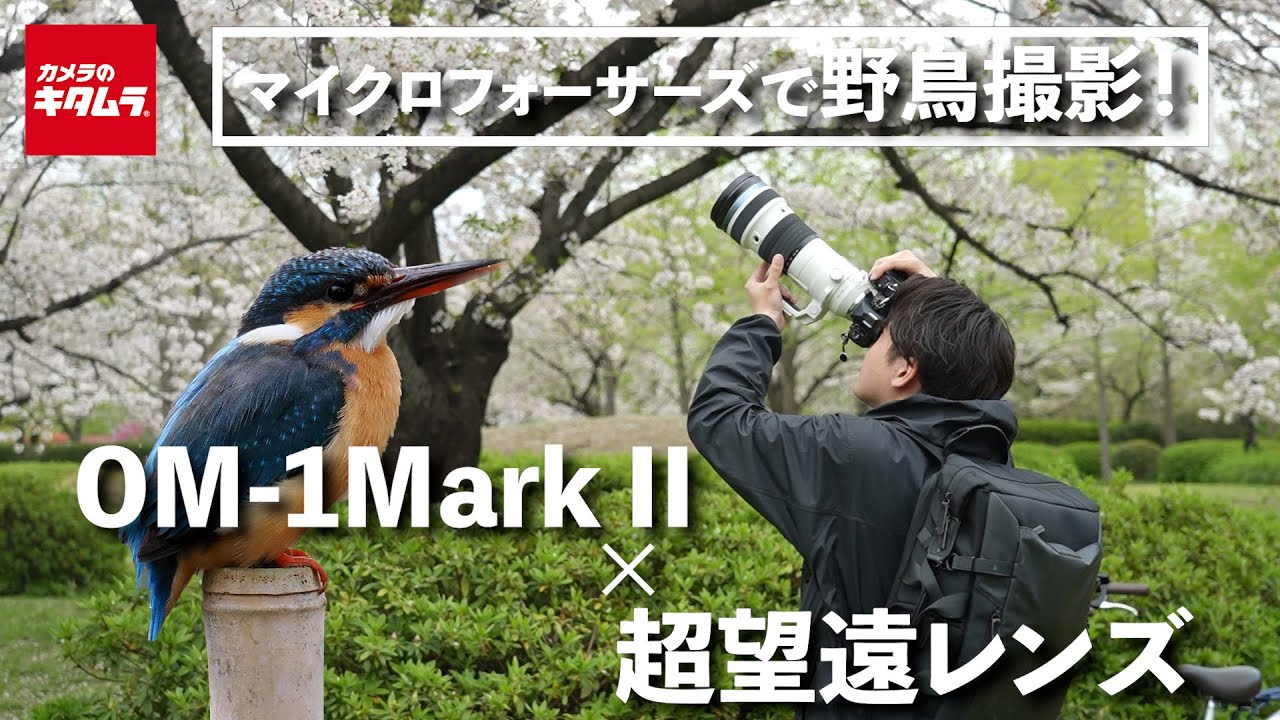 Photographing wild birds with the OM SYSTEM OM-1 Mark II and