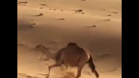 Cưỡi lạc đà trên sa mạc tại Dubai