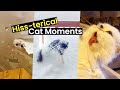 Hiss-terical Cat Moments