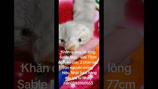 Khăn quàng cổ lông Sable Nga size 77cm hiệu Nhật Bản. hàng đấu gía từ Nhật, zalo0346960553