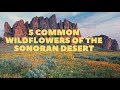 5 Common Wildflowers of the Sonoran Desert