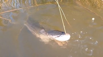 CÀ MAU: TRẢI NGHIỆM CÙNG NGƯỜI DÂN GIĂNG CÂU BẮT CÁ LÓC ĐỒNG | Tinnong24g