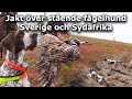 Jakt över stående fågelhund i Sverige och Sydafrika (Hunting with pointer)