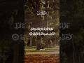 Surah Yaseen Recitation by Mishary Rashid #SurahYaseen #viralshorts