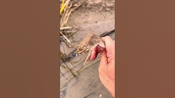 Bắt ếch dưới mương nước cạn phần 2 | Chính Anh OT #pets #animals #review #shorts