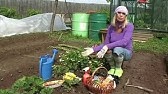Безусая кустовая земляника .Особенности. - YouTube