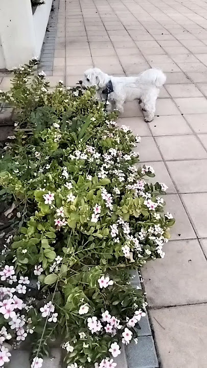 introducing ;ralphys favite flower😆🐾🦮#viralvideo #puppy #viralshort #dog