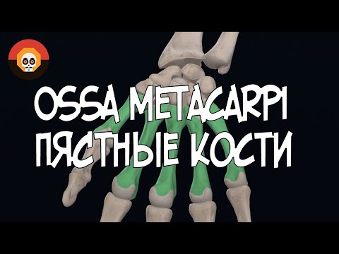 Пястные кости (Ossa metacarpi) 3D Анатомия