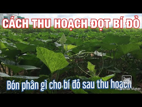 Video: Trồng Bí Đỏ Hình - Cách Trồng Bí Trong Khuôn