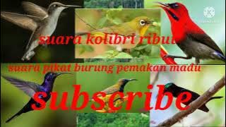 suara pikat konin ribut kombinasi pleci dan sepah raja paling ampuh