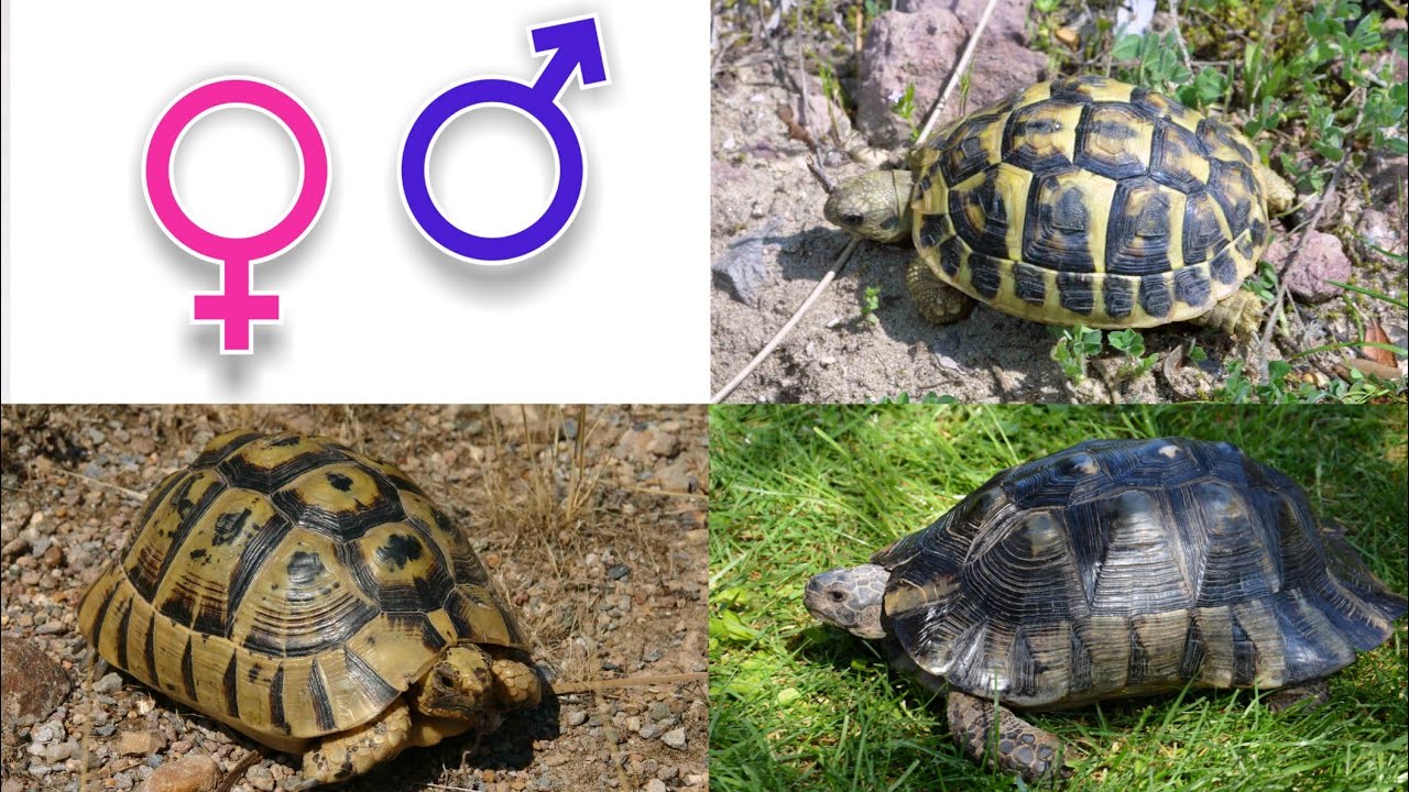 Come riconoscere il sesso e la specie delle tartarughe di terra! - YouTube