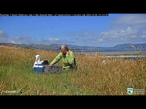 Видео: Альбатрос. Проверка просвечиванием яйца - The albatross. Egg screening check.