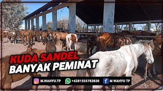 Ratusan Ekor Kuda Sandel Persiapan Pengiriman