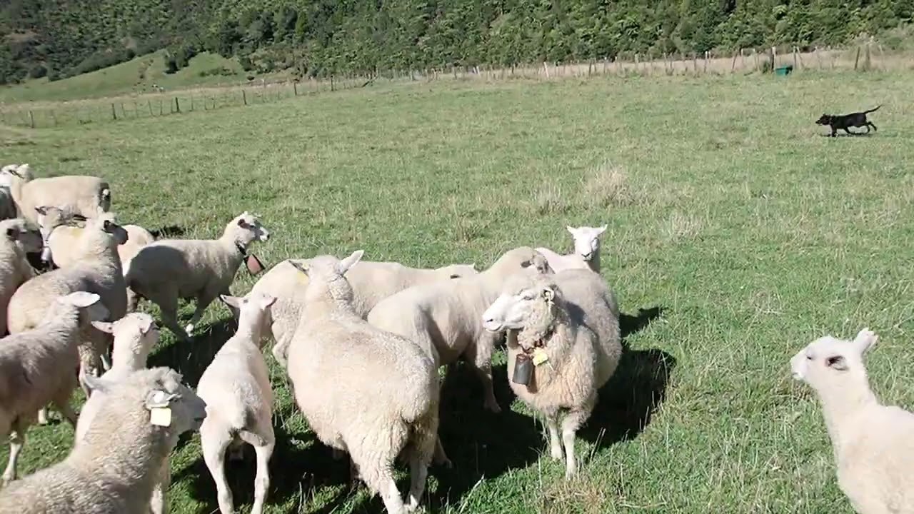 sootie huntaway bitch born 10/25. mikehughesworkingdogs@farmside.co.nz