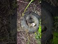 Looking for pythons in the Florida Everglades #viral#youtube#educational#animals#alligator#wildlife