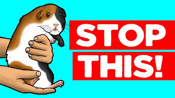 18 Things Guinea Pigs Hate