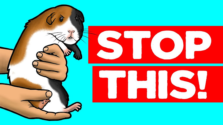 18 Things Guinea Pigs Hate