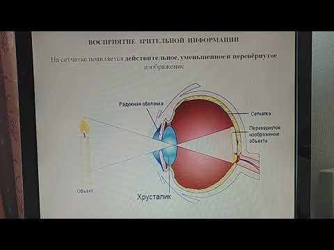 Оптическая система глаза
