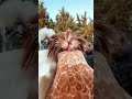viral