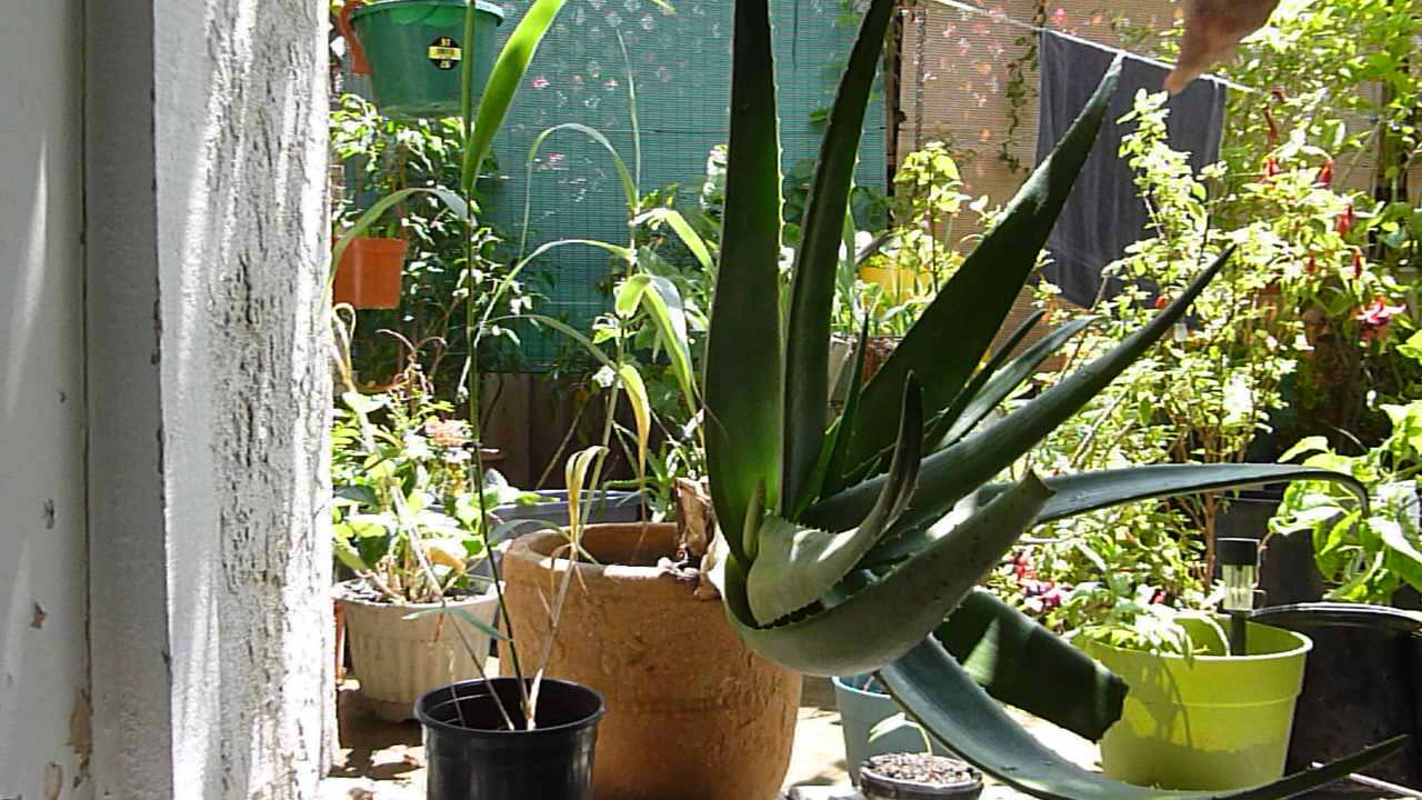 machete aloe vera harvest - YouTube
