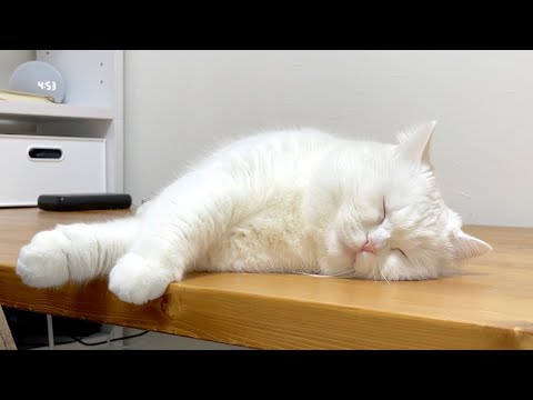 寝ている猫に「ごはん！」という言うとこうなります…！笑
