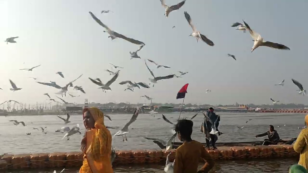 माघ मेला 2026 में आई है खूब सेबेरियन 🐦।