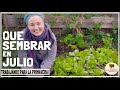 🤗QUE SEMBRAR EN JULIO 2020 / Tomate, berenjena, Morrón... Comenzamos con los almácigas de primavera!