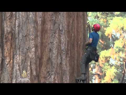 Video: Cedar: Problemi S Presađivanjem Velikih Stabala, Bolesti I štetočine