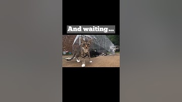 Now THIS is how you use a Drop Trap!