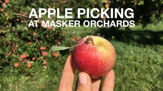 Masker Orchards Apple Picking | Warwick, NY