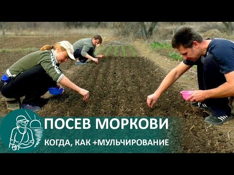 Planting carrots with mulching using Gordeev&rsquo;s technology