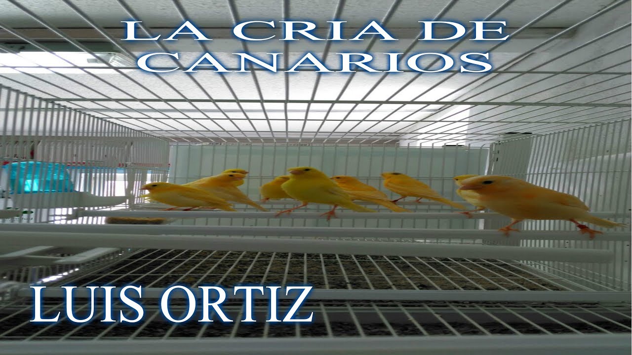 La cría de canarios (tratamiento para las lombrices de nuestros pájaros) - YouTube