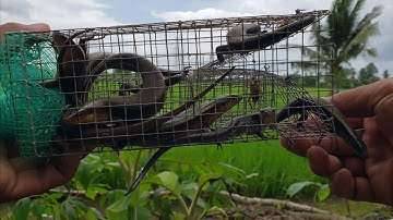 Cách dụ nhiều con rắn mối vào lợp mà không hết mồi / tuyệt chiêu của phong vũ 94