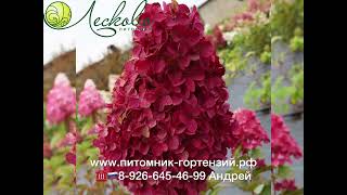 Самый уникальный сорт в мире Hydrangea paniculata «Fraise Melba» Гортензия Фрейз Мелба