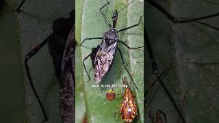 Signs an assassin is after you #wildlife #naturedocumentary #nature #animals #weird #animalfacts