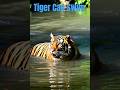 बाघ पानी से क्यों नहीं डरता? 🐅 🌊 #Tiger #WildLife #AnimalFacts #BigCats #Nature #Shorts #ViralShorts