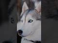 some interesting facts about wolves भेड़ियों के बारे में कुछ रोचक और चौंकाने वाले तथ्य #wolf #animal