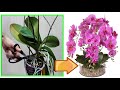 CURE ORCHIDEA, FAI QUESTO ED OTTERRAI BELLISSIME PIANTE NUOVE! COME CURARE ORCHIDEE phalenopsis