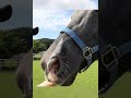 凱旋門賞出走 ディープボンドの母に会ってきた