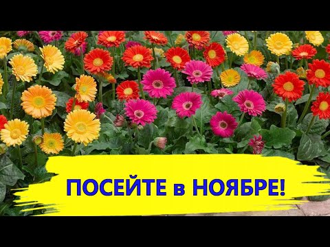 Video: So Richten Sie Einen Blumenladen Ein Flower