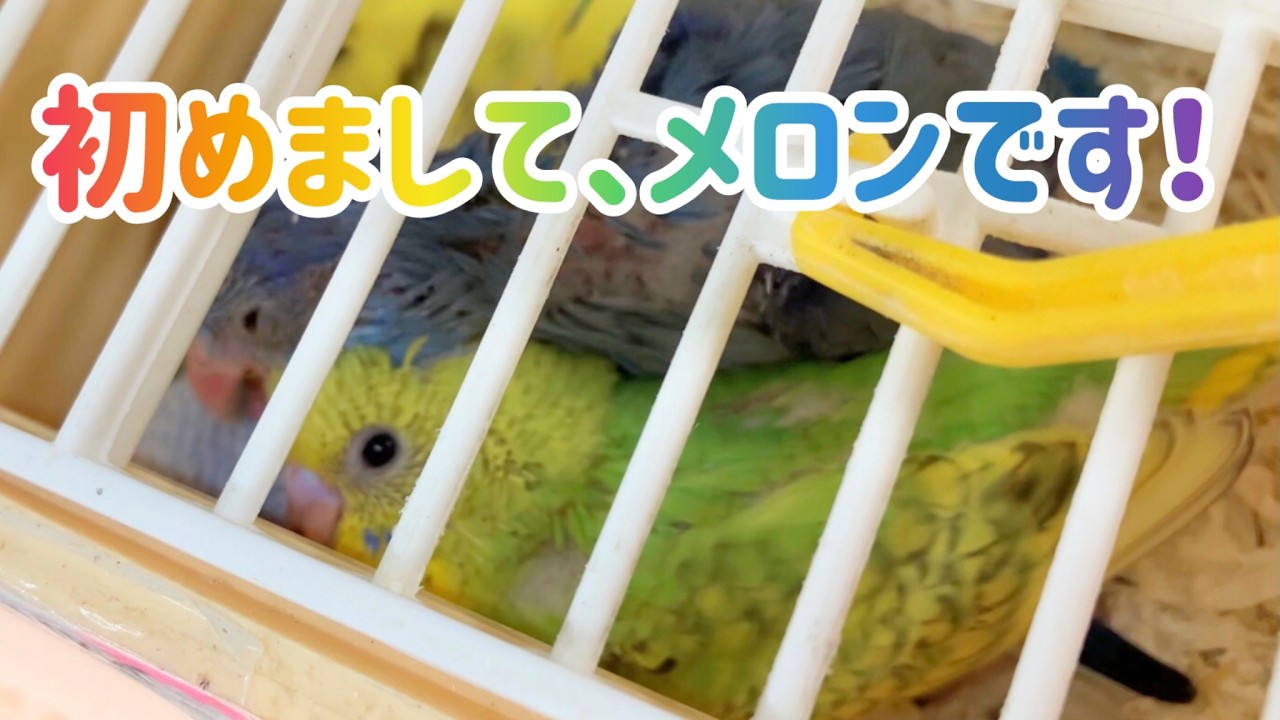 せきせいいんこ セキセイインコのライムとメロン。メロンをお迎えして、ついにライムが
